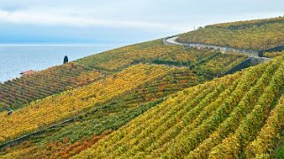 Vignoble du Lavaux - Rivaz Rando 2024