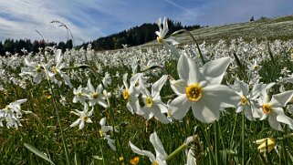 Narcisses - Les Pléiades null
