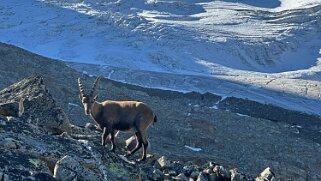 Riedgletscher Rando 2025
