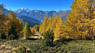 Gspon - Visperterminen Rando 2025