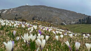 La Givrine - La Dôle null