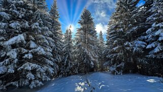 Savolaire - Val de Morgins null