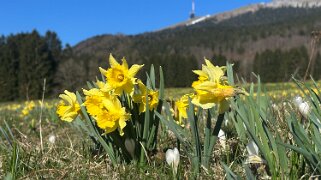 Nods - Chasseral Rando 2025