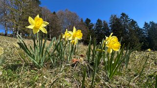 Nods - Chasseral Rando 2025