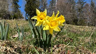 Nods - Chasseral Rando 2025