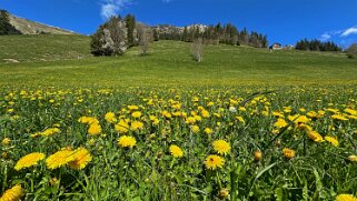Rossinière - Rougemont, Pays d'Enhaut Rando 2025