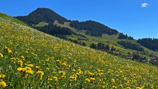 Rossinière - Rougemont, Pays d'Enhaut Rando 2025