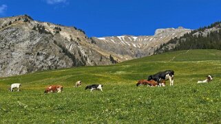Rossinière - Rougemont, Pays d'Enhaut Rando 2025