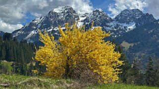 Rossinière - Rougemont, Pays d'Enhaut Rando 2025