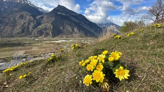 Saxon - Charrat null