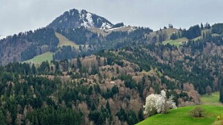 Sentier des fromageries - Gruyères null