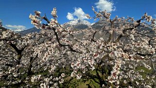 Saxon - Charrat null