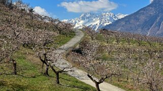 Saxon - Charrat null