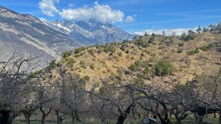 Saxon - Charrat null