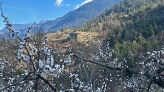 Saxon - Charrat null