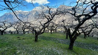 Saxon - Charrat null