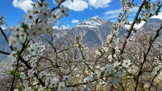 Saxon - Charrat null