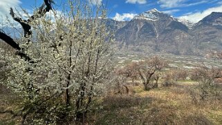 Saxon - Charrat null