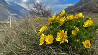 Saxon - Charrat null