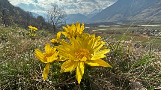 Saxon - Charrat null