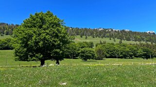 Tour du Suchet null