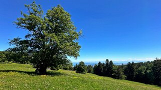 Tour du Suchet null