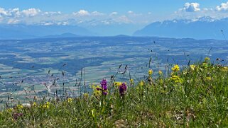 Tour du Suchet null
