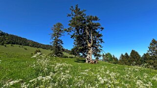 Tour du Suchet null