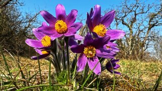 Anémones - Carrière Jaune - La Sarraz null