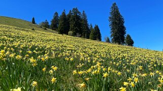 Col de la Vue des Alpes - Tête de Ran null