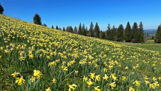 Col de la Vue des Alpes - Tête de Ran null
