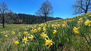 Col de la Vue des Alpes - Tête de Ran null