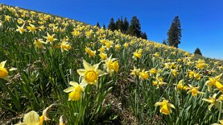 Col de la Vue des Alpes - Tête de Ran null