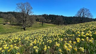 Col de la Vue des Alpes - Tête de Ran null