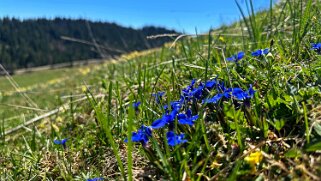 Col de la Vue des Alpes - Tête de Ran null