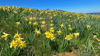Col de la Vue des Alpes - Tête de Ran null