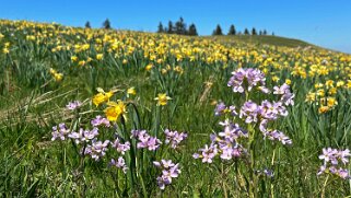 Col de la Vue des Alpes - Tête de Ran null