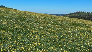 Col de la Vue des Alpes - Tête de Ran null