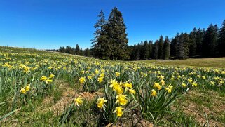Col de la Vue des Alpes - Tête de Ran null