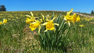 Col de la Vue des Alpes - Tête de Ran null