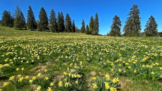 Col de la Vue des Alpes - Tête de Ran null