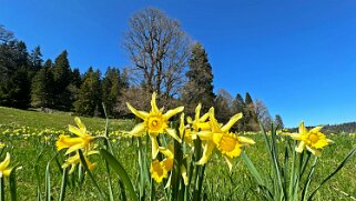 Col de la Vue des Alpes - Tête de Ran null