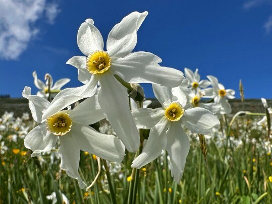 Les Pléiades 2025 Vaud - Suisse