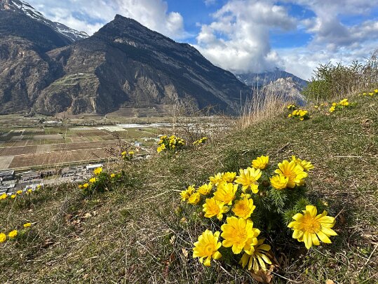 Saxon - Charrat 2025 Valais - Suisse