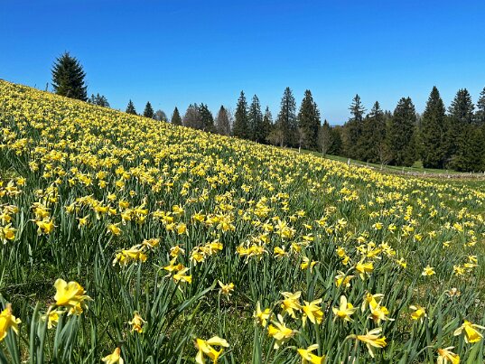 Vue des Alpes - Tête de Ran 2026 Neuchâtel - Suisse