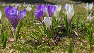 Crocus - La Grognerie Rando 2021