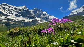 Gspaltenhorn 3436 m - Kiental Rando 2024