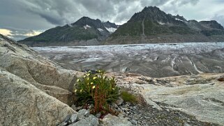 Glacier d'Aletsch Rando 2025