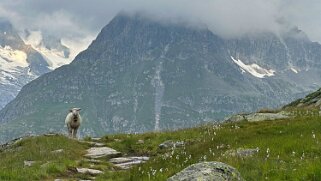 Glacier d'Aletsch Rando 2025