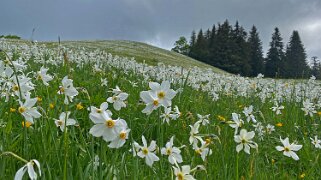 Les Pléiades - Caux 2021
